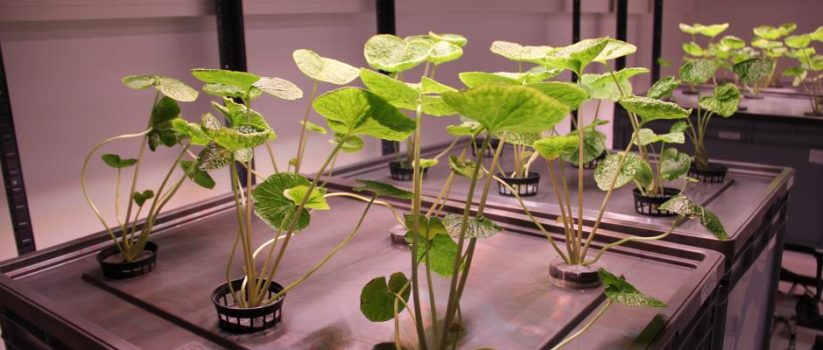 Urban Farming im großen Stil mit Wasabi & Co.