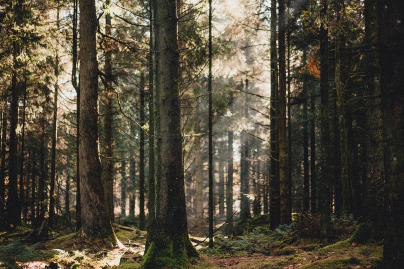 CO2 neutrales Wohnen nutzt Holz als Baustoff