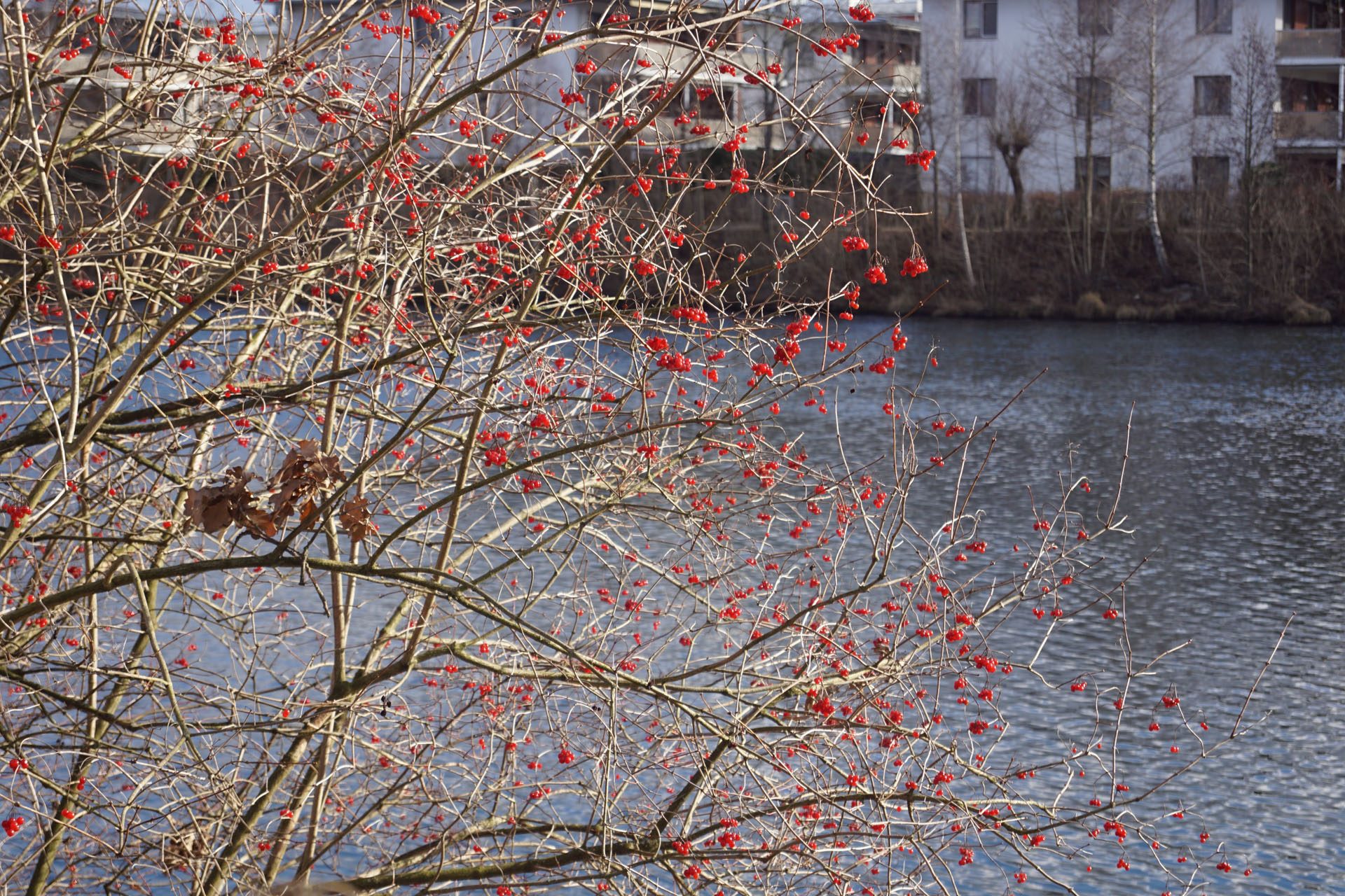Natur in der Stadt