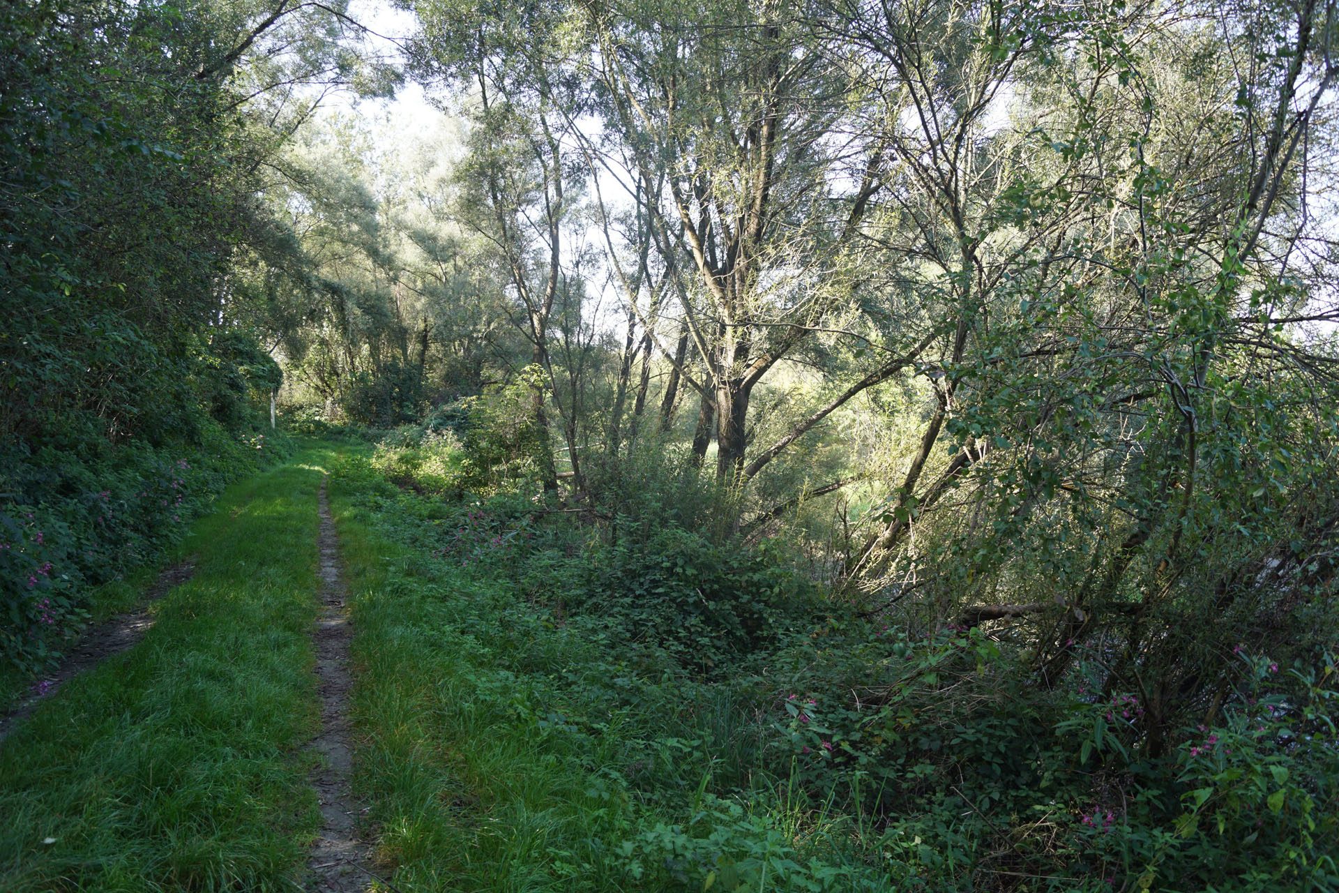Natur in der Stadt