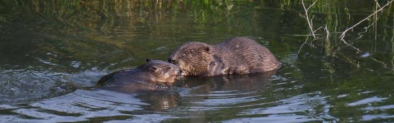 Citizen Scientists
