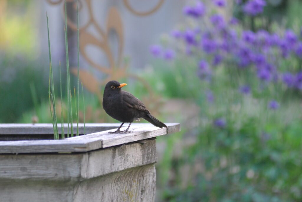 MOSAIK Rankweil naturnahe begrünung 2025 © bernd oswald (118)