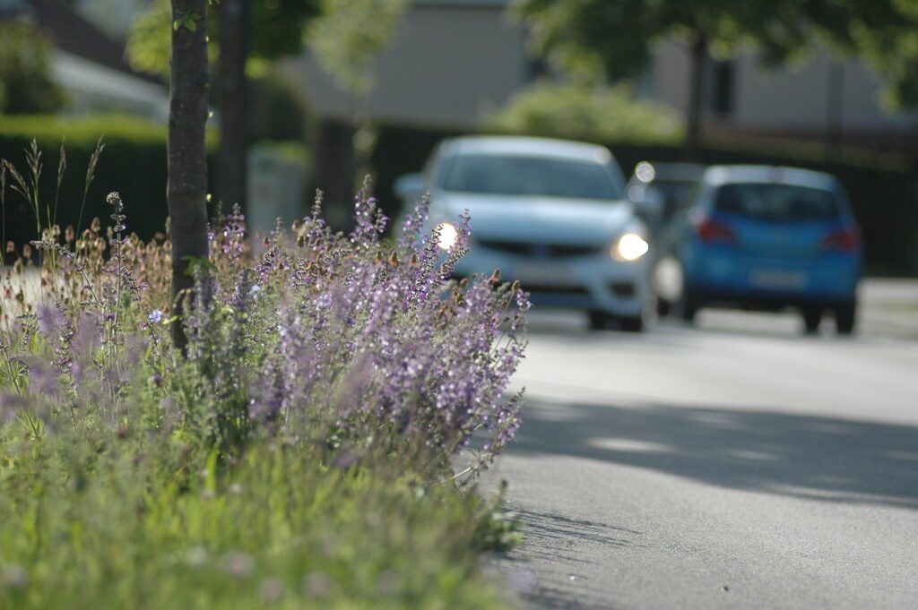 MOSAIK Rankweil naturnahe begrünung 2025 © bernd oswald (176)